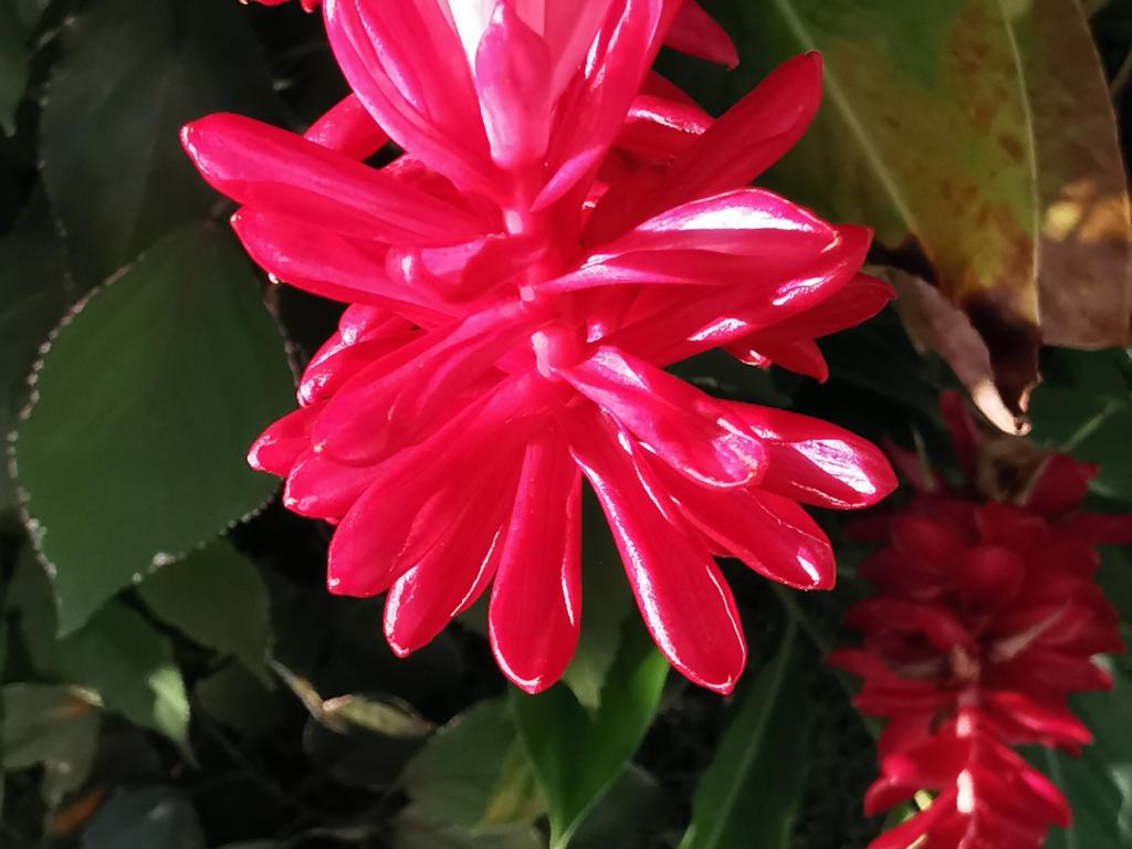 Flor de Coco, Villa neuve à 250 mètres de la plage