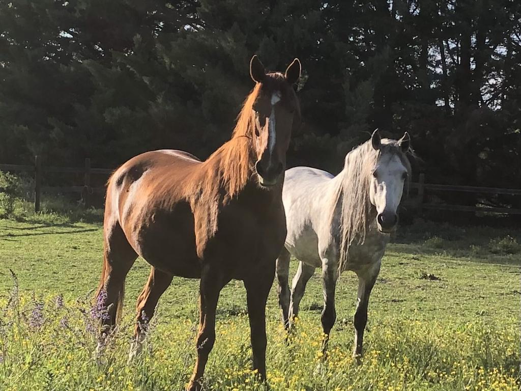 Mas des grands Galops: prairies, chevaux, nature, calme, piscine chauffée