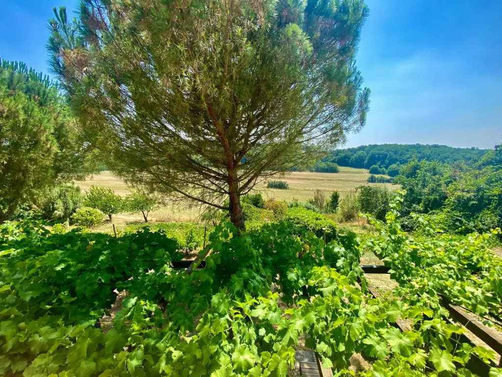 Gîte 2 personnes, vue Pyrénées, pleine nature, piscine