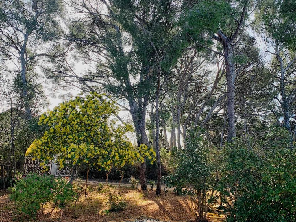 Villa familiale entièrement rénovée, sous les pins à 800m de la mer