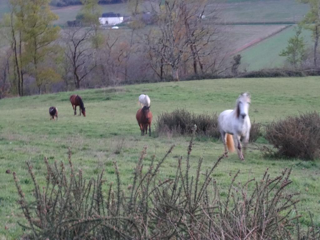 Gîte Donoma 4 étoiles au Domaine Helaku Gîte à la ferme en plein coeur du Béarn et du Jurançon 2 à 4 personnes