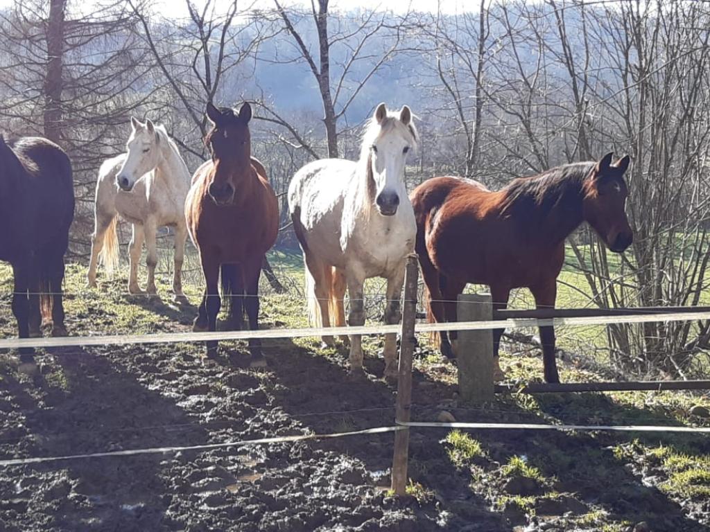 Les Gîtes du Domaine Helaku : le gîte Cholena - Gîte à la ferme 4 étoiles en plein coeur du Béarn et du Jurançon