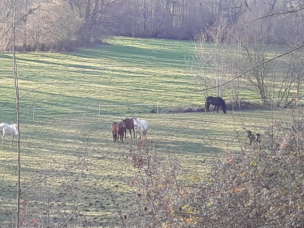 Les Gîtes du Domaine Helaku : le gîte Cholena - Gîte à la ferme 4 étoiles en plein coeur du Béarn et du Jurançon
