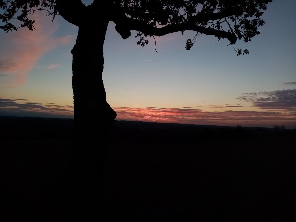 Grande yourte sous les chênes