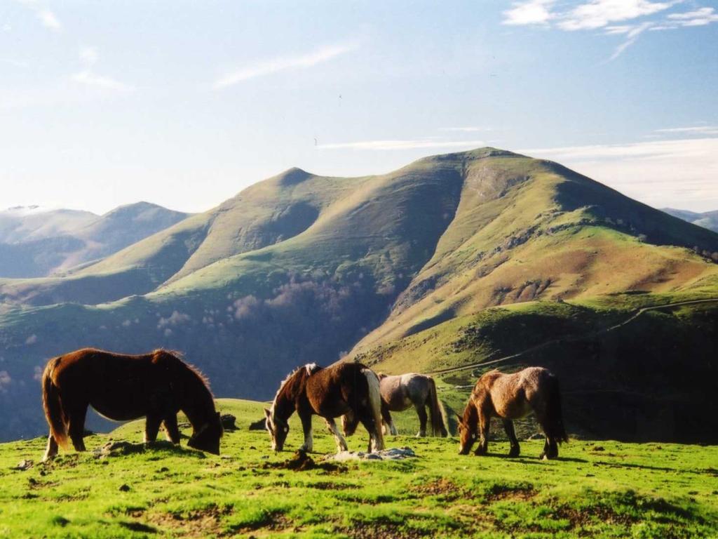Chambres d'hôtes Idiartekoborda au coeur de la montagne basque à 5 mn du village, chambre Tunupa