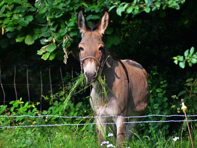 Gîte Pour famille animaux à câliner et des jeux pour tous