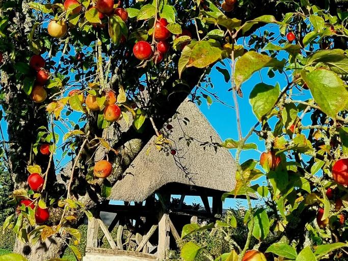 Roulotte cosy tout équipée